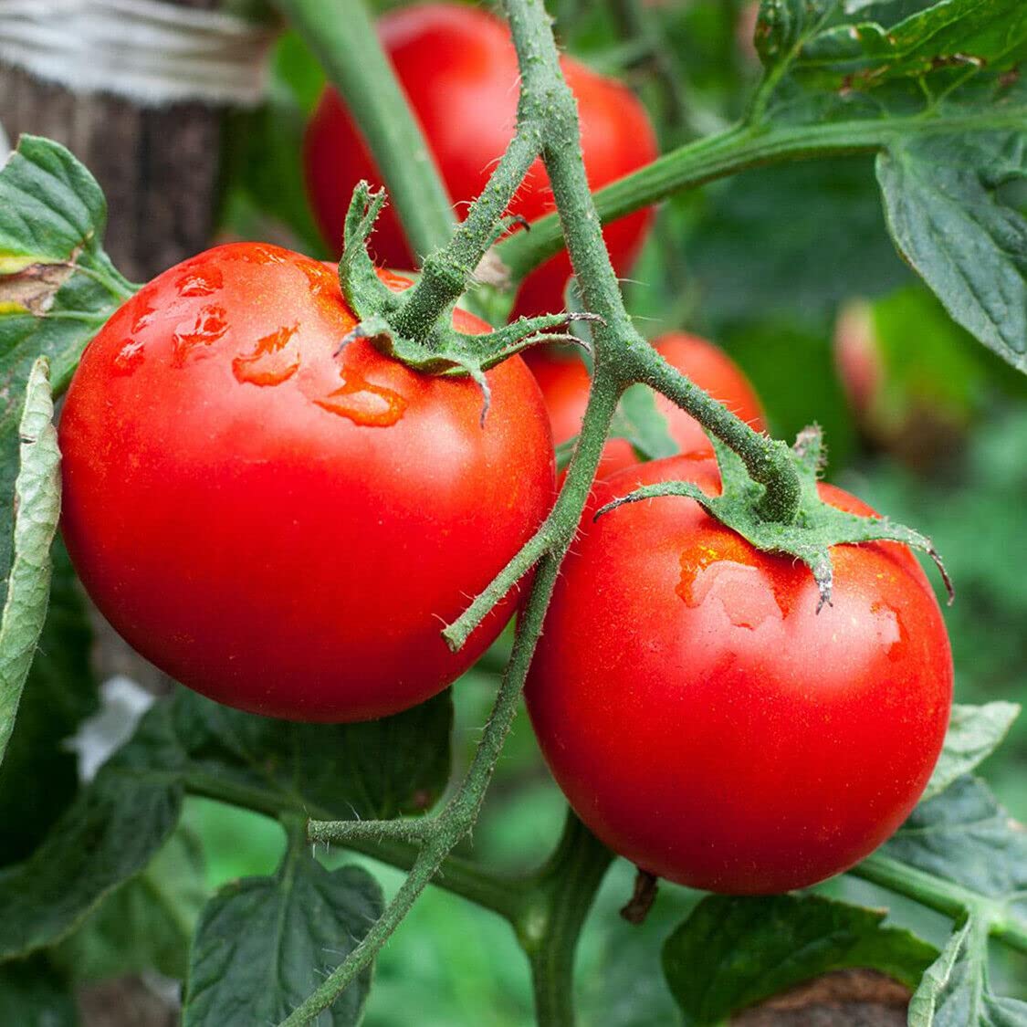 Buy4seeds 15x Latah Tomato Seeds Useful for Garden and Outdoor Easy to Grow Garden