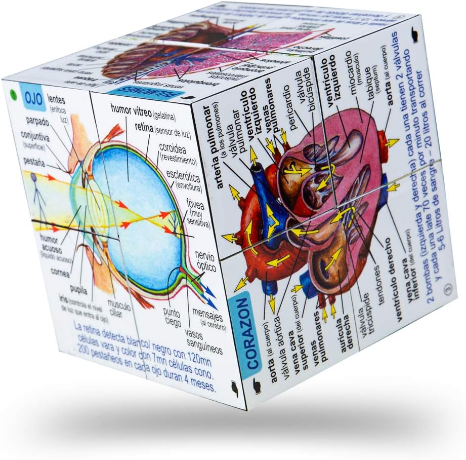 Spanish Human Body Systems & Statistics Cubebook - Fold-Out Cube