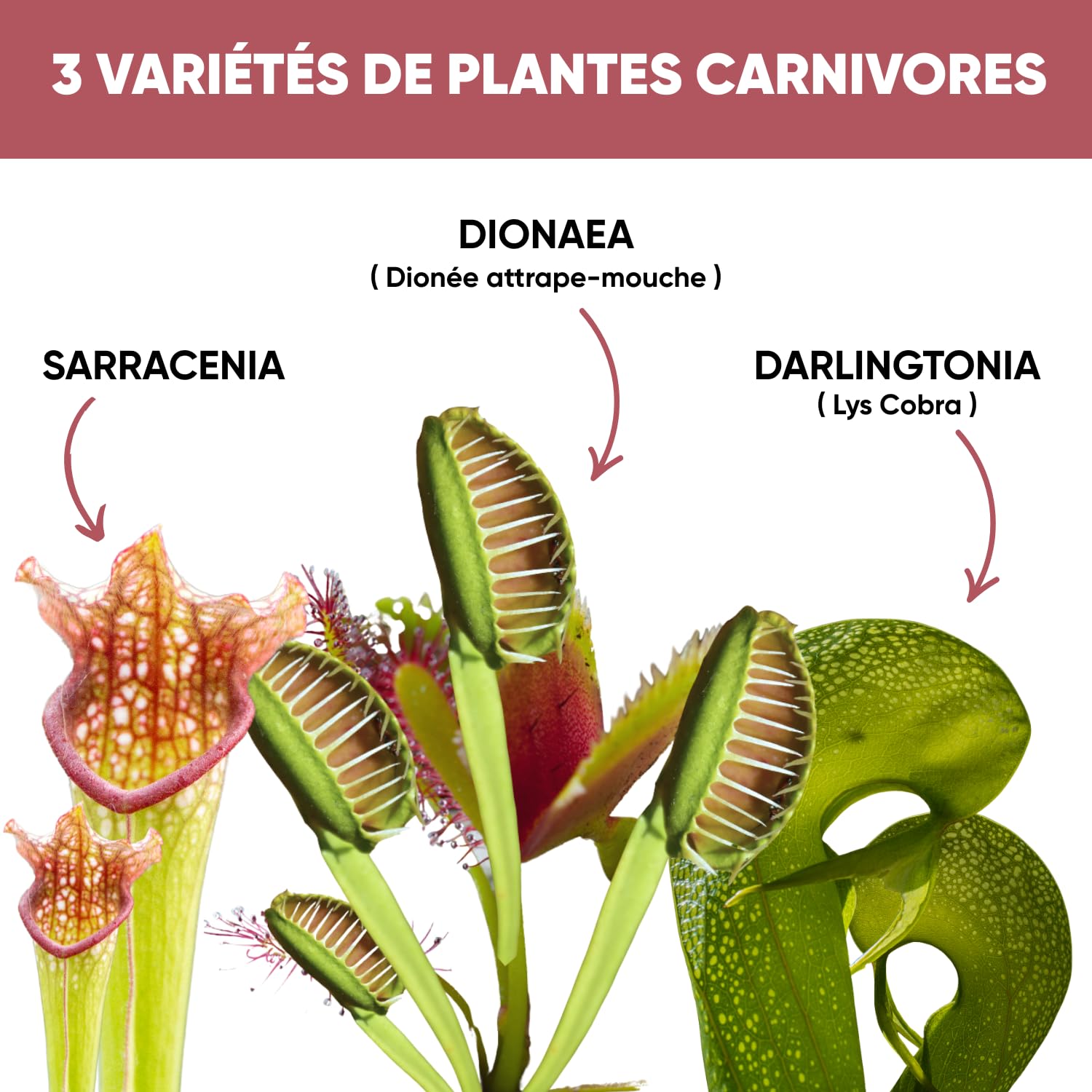 NOPALIA® Kit Plantes Carnivores Premium – Dionaea, Darlingtonia & Sarracenia – Kit Complet avec Serre, Pots, Tourbe & Sphaigne – Cadeau Insolite & Éducatif noel – DIY Jardin Intérieur – Made in France