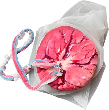 Placenta Umbilical Cord Anatomical Model, Life-Size Female Childbirth Education Model with Both Amniotic and Chorionic Membranes for Obstetrics and Gynecology Midwifery Teaching