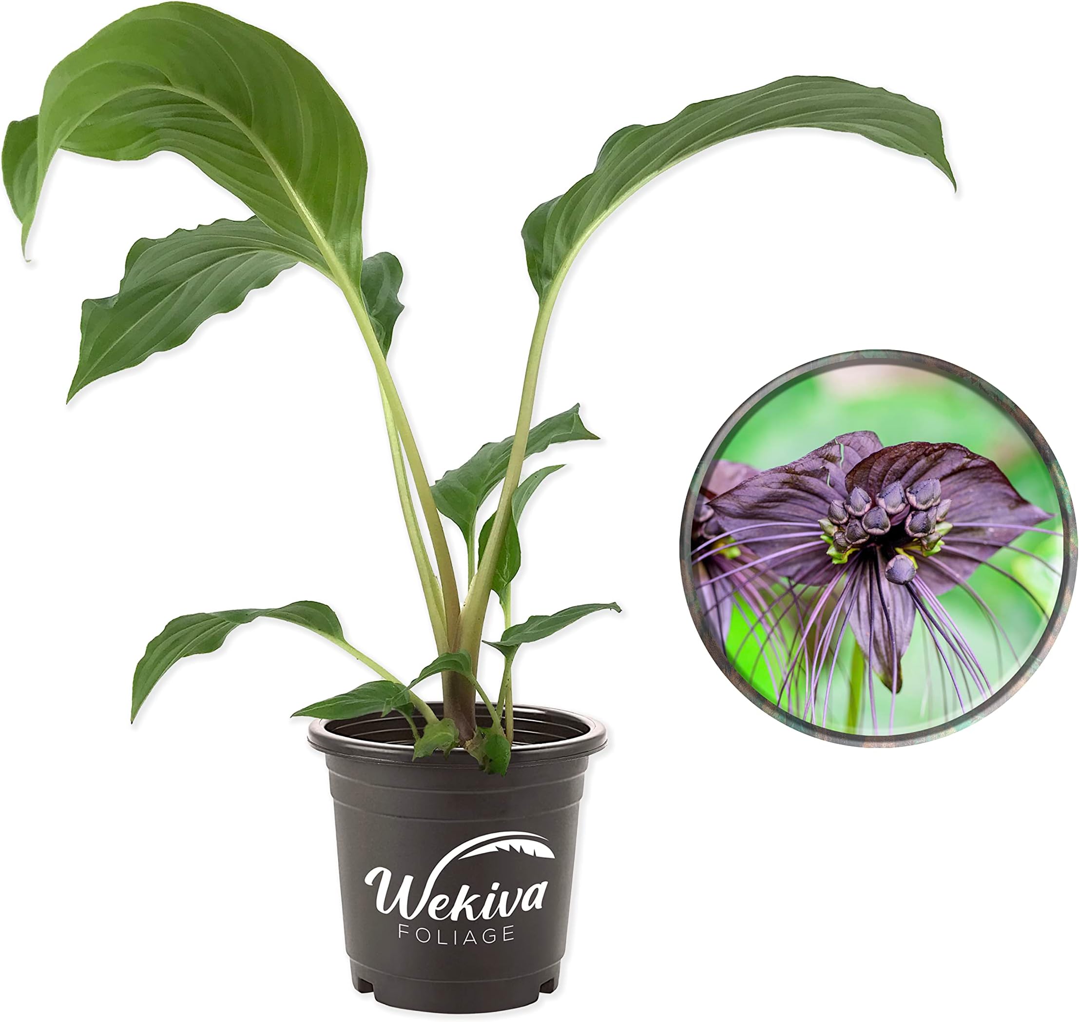Black Bat Flower - Live Plant in a 4 Inch Pot - Not in Bloom When Shipped - Tacca chantrieri - Extremely Rare and Exotic Flowering Plant