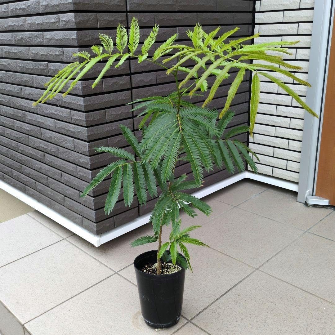 エバーフレッシュ　観葉植物　ネムの木　ネムノキ　人気観葉植物　室内植物 Amazon｜観葉植物 エバーフレッシュ ねむの木 ネムノキ 5号鉢 A