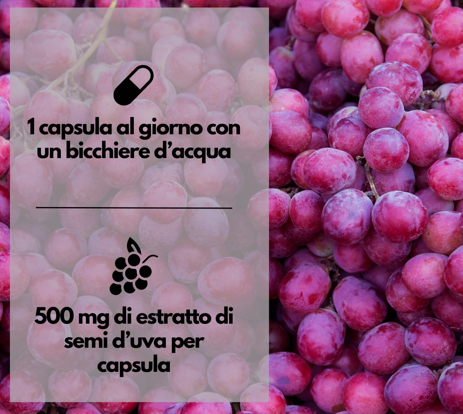 EXVital® OPC Estratto di semi d'uva - 240 capsule - dosaggio elevato con 500 mg per capsula - da uve francesi - testato in laboratorio e vegano