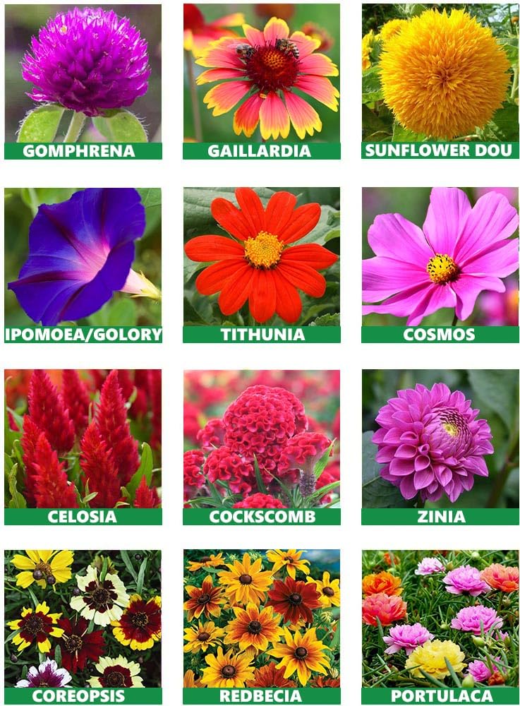 Summer Season 10 Variety Of Flower 1200+ Seeds Combo Pack (B0CRL6QCQF) Amazon Price History, Amazon Price Tracker