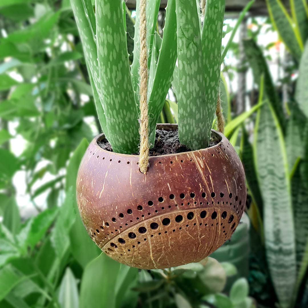 Rainforest Bowls Dragon Scales Kokos-Übertopf (2er Pack) – Handgeschnitzt Aus Upgecycelten Kokosnussschalen, Wasserdicht & Nachhaltig