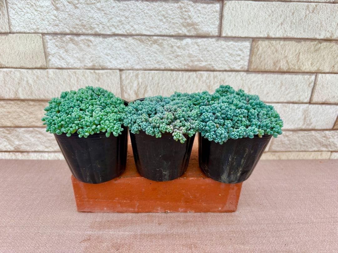 多肉植物 ☆パープルヘイズ開花株 3ポットセット 多肉植物 パープルヘイズ 3ポット 『パープルヘイズの親株作りません