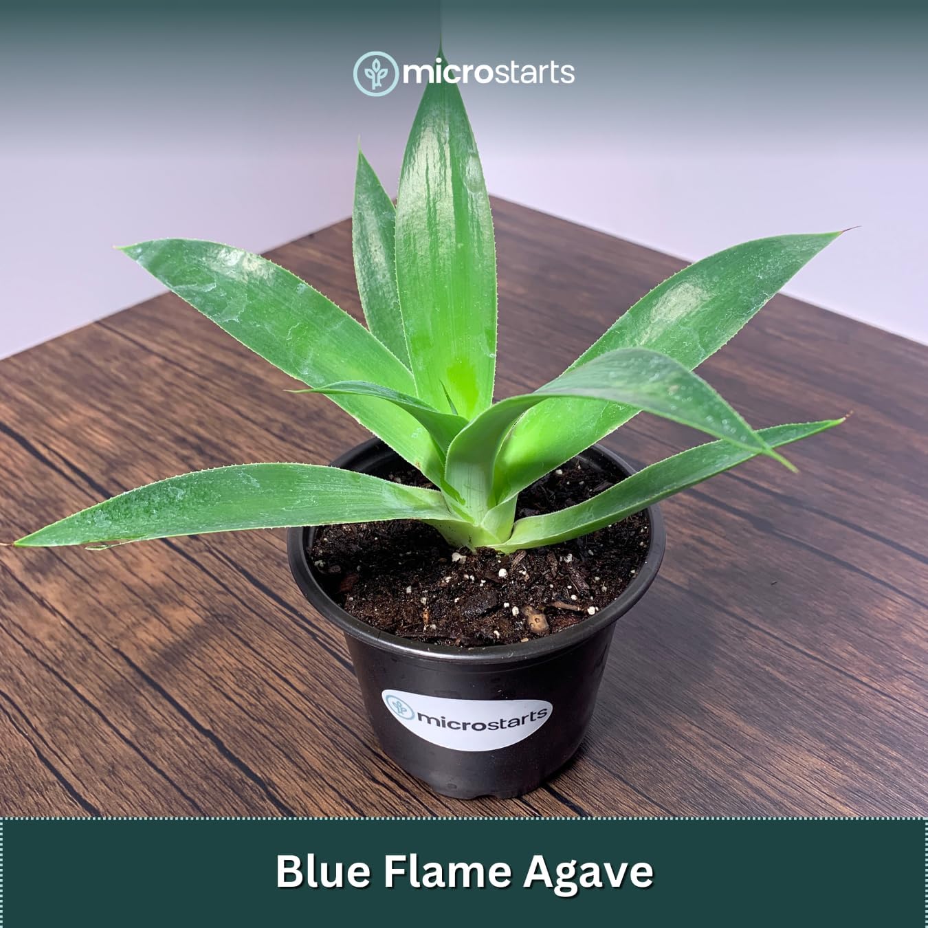 Blue Flame Agave Pack - 4 Plants - Drought-Tolerant Succulents