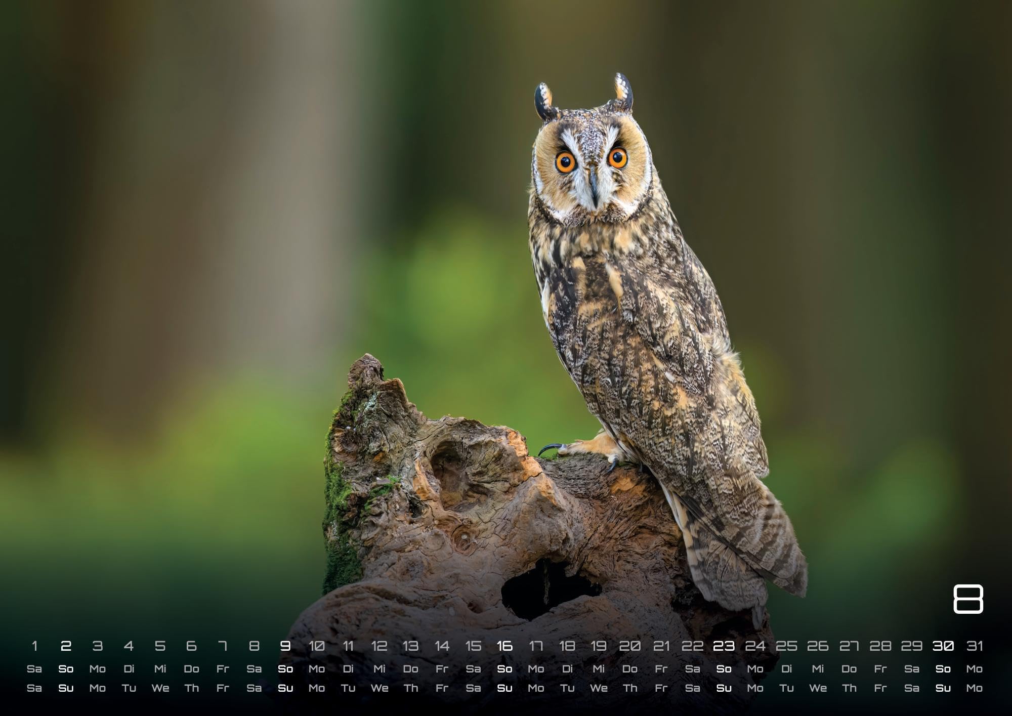 Eulen - Wächter der Nacht - 2026 - Kalender DIN A2: Der Wandkalender mit den schönsten Eulen-Motiven für das Jahr 2026 im extragroßen Format DIN A2 (ca. 60 x 42 cm)!