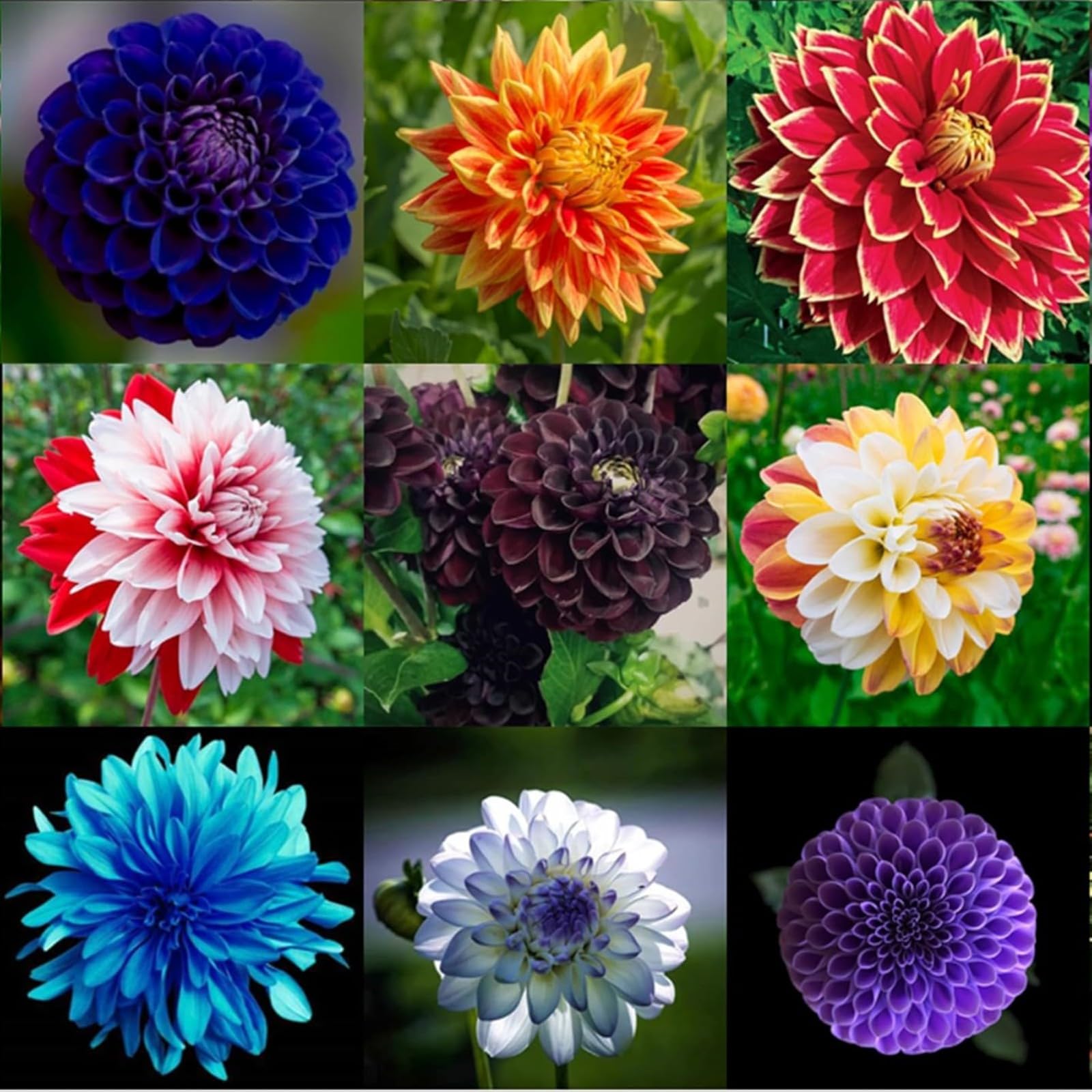 Dahlia Bulbs Mix for Planting Now UK,Hardy Perennial,Strong Plants That Grow Well,Dahlia tubers Bulk,Wedding Flowers,Beauty of Garden,Gift Ready-4bulbs-A