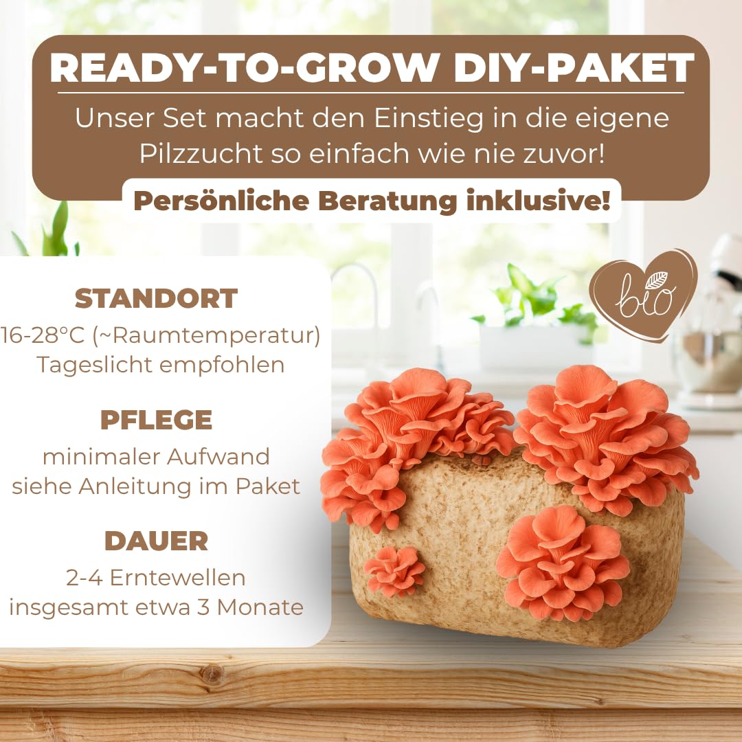 Hawlik Pilzbrut – BIO Rosenseitling Kultur 2,5 kg – Kinderleicht selbst Rosenseitlinge züchten - Pilze züchten Set - Komplettes Pilzzuchtset für Zuhause - Ideal für Anfänger