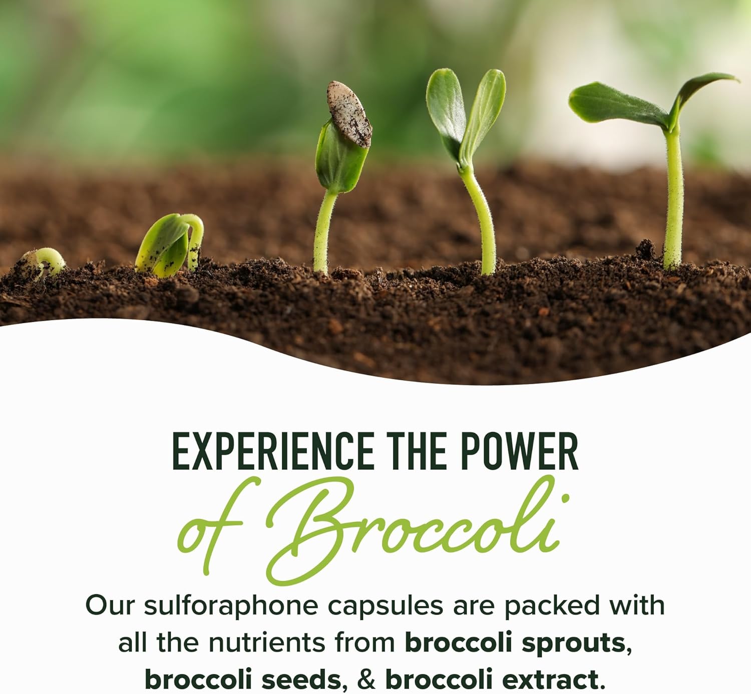 50MG Sulforaphane Supplement from Broccoli Sprouts | NRF2 Activation, Cellular Health & Immune Support | Glucoraphanin, Myrosinase & Antioxidants | Third-Party Tested | 60 Broccoli Seed Microbeadlets - Image 4