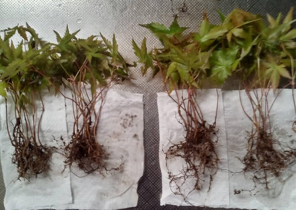 Amazon.co.jp: イロハモミジ1年苗 100本(抜き苗) もみじ 紅葉 盆栽