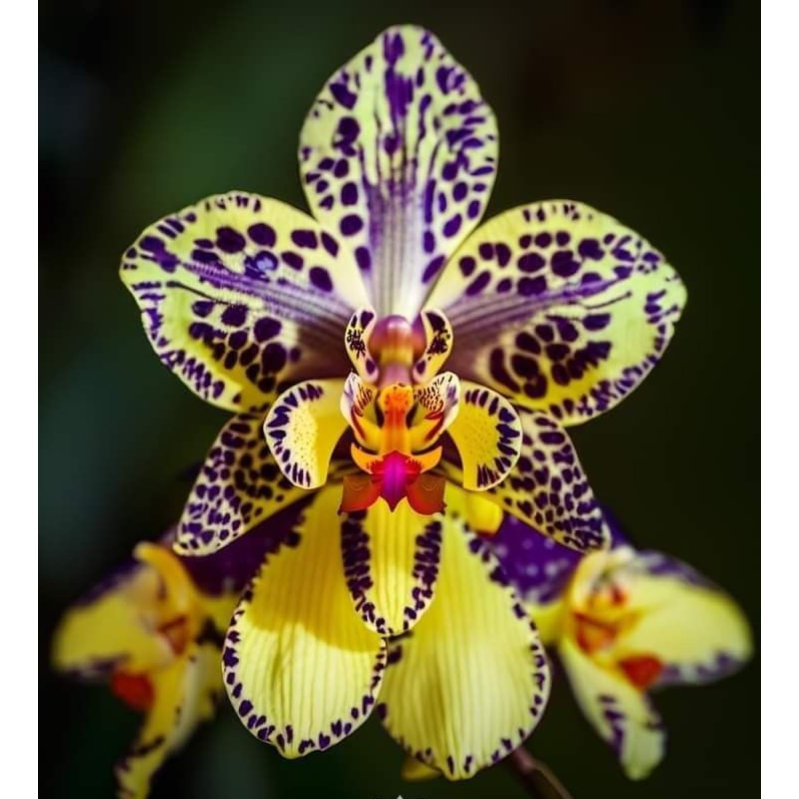 Cymbidium Orchid Plants Outdoor, Rare and Beautiful Cymbidium Bulbs in Bulk, Planting for Stunning Garden Displays-5 Bulbs-C