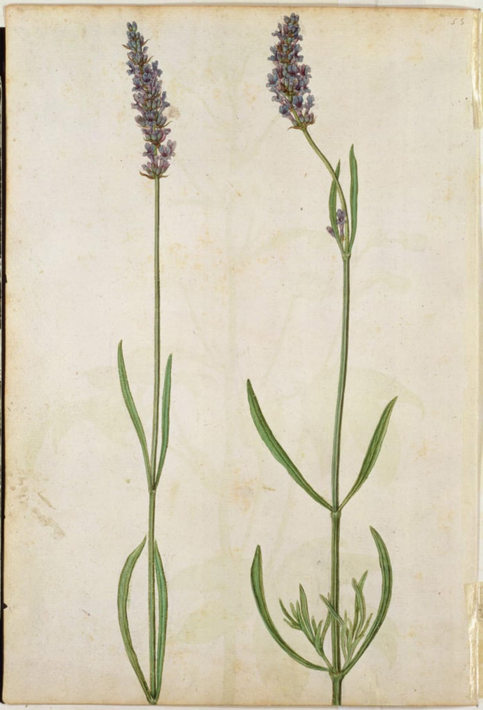 POSTERIIk Vintage Classic Picture Landscape Artwork Lavandula Officinalis by Jacques Le Moyne Portrait Canvas Painting for Office Home Decor 60x90cm
