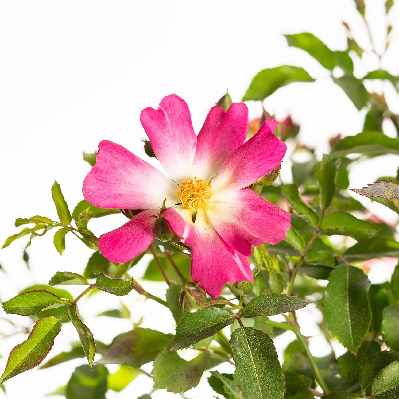 Perfect Plants Perfect Plants Pink Drift Rose Tree 3-4 Feet | Live Trees Outdoor Planting | Reblooming Flowers All Year Long | Hot Pink Yellow Centers Perfect Pops of Color in The Garden, 3-4ft Tall