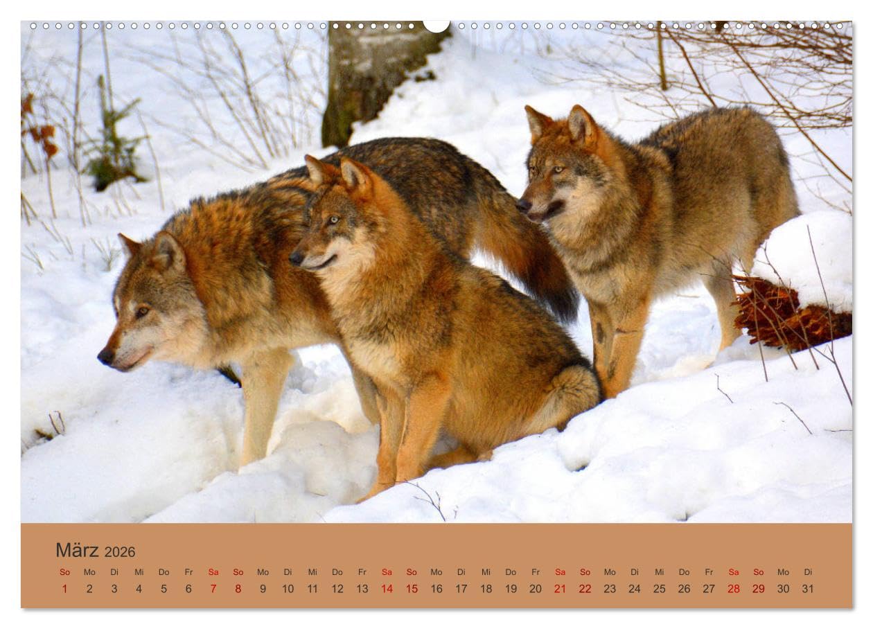 Begegnungen DER WOLF (Wandkalender 2026 DIN A2 quer), CALVENDO Monatskalender: Der Wolf - fantastische Bilder vom Isegrim. (CALVENDO Tiere)