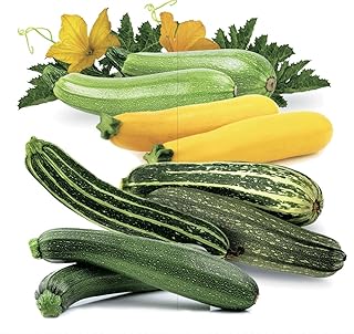 Seeds4planting - Seeds Zucchini Courgette Squash Summer Mix 35 Days Fast Heirloom Vegetable Non GMO