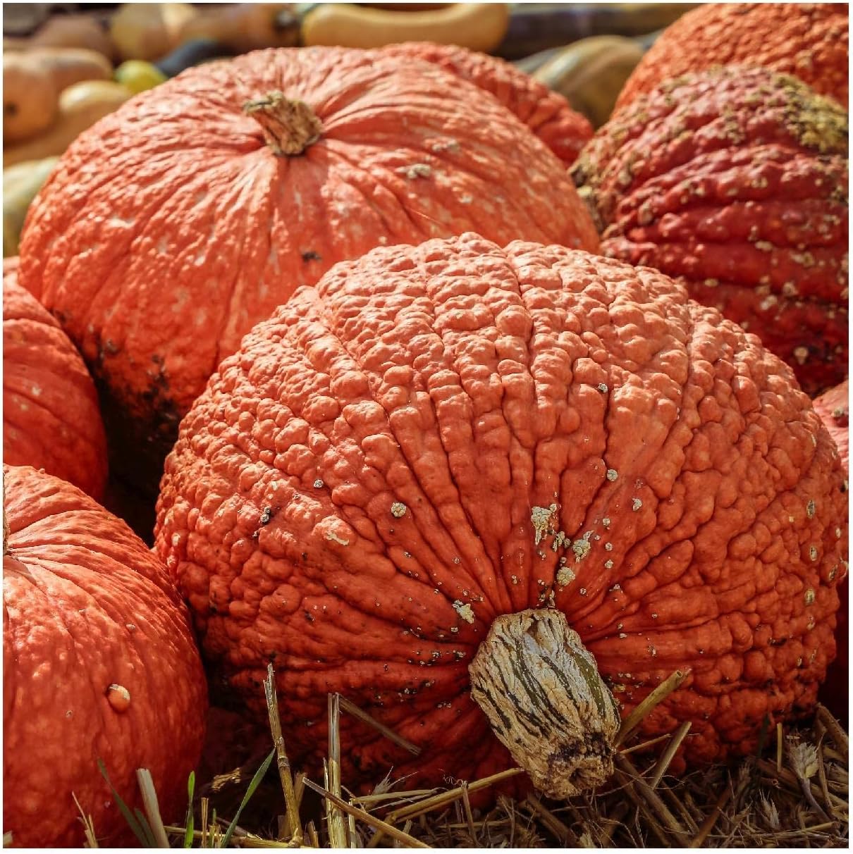 Everwilde Farms - 1/4 Lb Red Warty Thing Pumpkin Seeds - Gold Vault