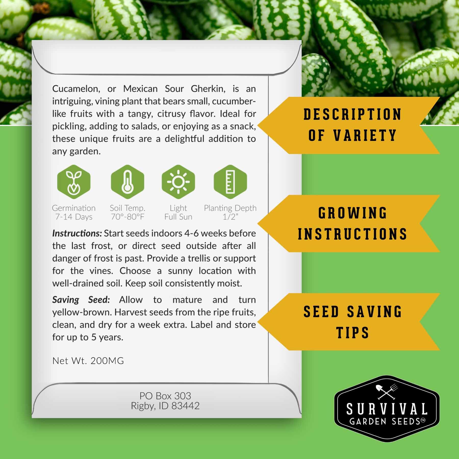 5 paquetes de semillas de cucamelón para plantar con instrucciones para cultivar mini pepinos de sandía agrios en tu huerto casero - Variedad de reliquia sin OMG 2