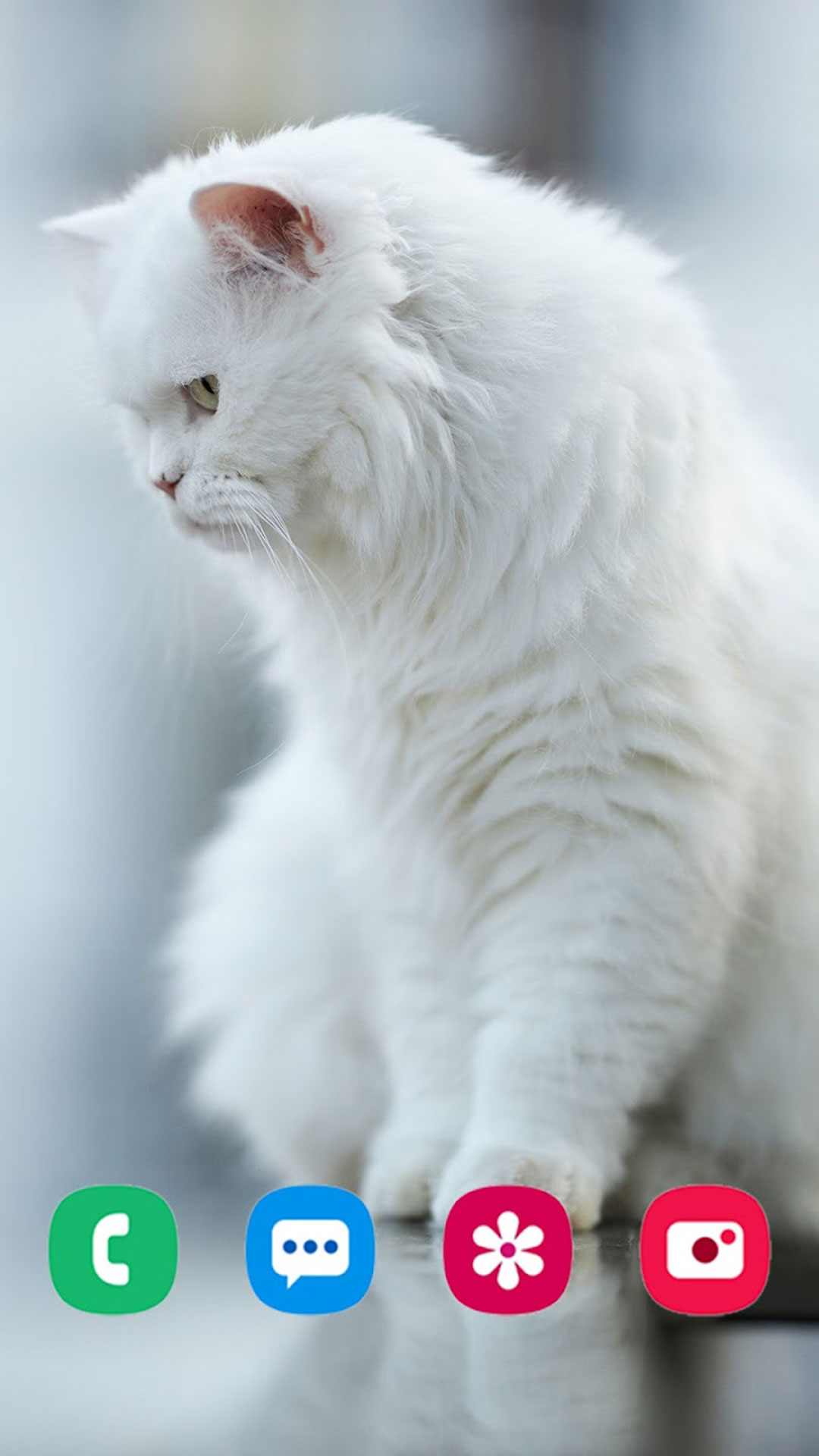 Cat Wallpapers - App on Amazon Appstore
