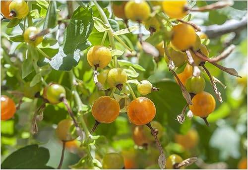 Grosella Dorada 50 Semillas (Ribes aureum) Heirloom - Sin OMG - Polinizado abierto