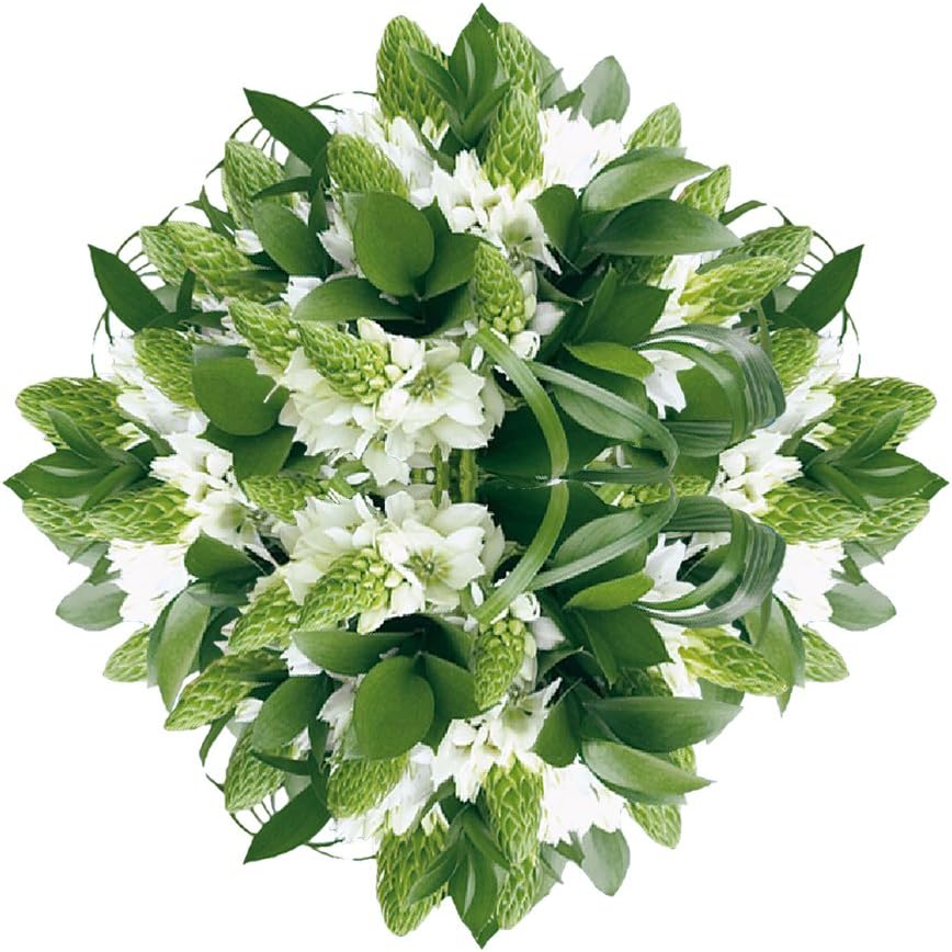 GlobalRose 20 Stems of Fresh Cut Star of Bethlehem Fillers - Fresh Flowers Fillers Perfect for Wedding