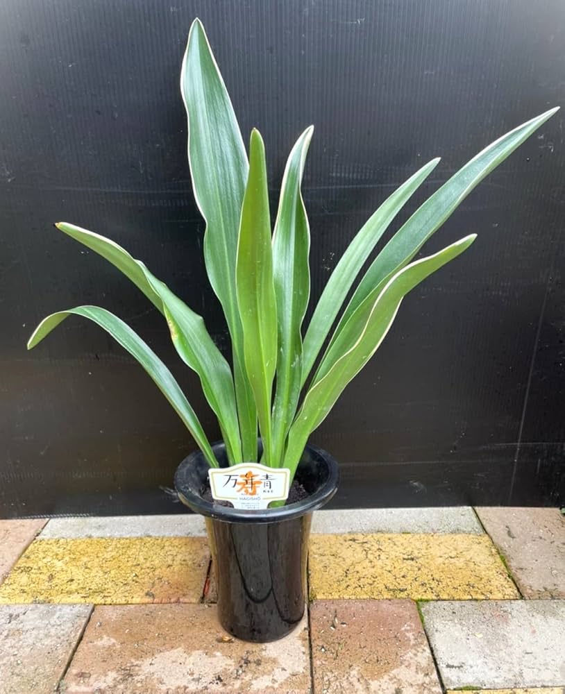 ‼️おもと、オモト、万年青 5株位　縁起物　開運 おもと、オモト、万年青 5株位 縁起物 開運 Amazon｜おもと5号