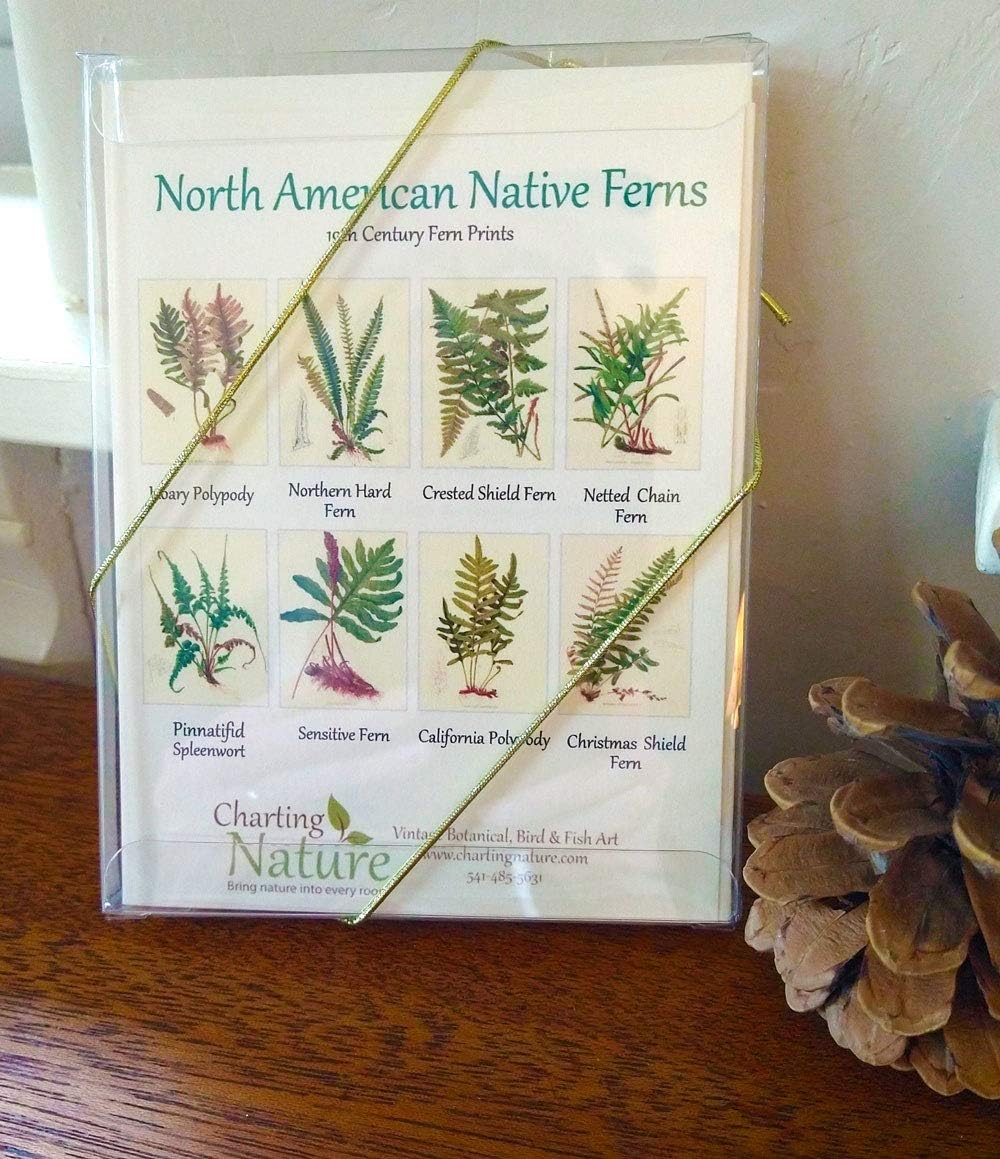 Native Ferns Note Cards Amazon.co.uk Everything Else