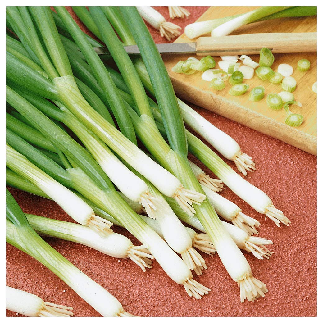 Everwilde Farms1/4 Lb Evergreen White Bunching Onion Seeds - Gold Vault