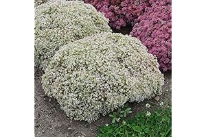 Blooming Roots of Joy - The Perfect Addition to Your Garden