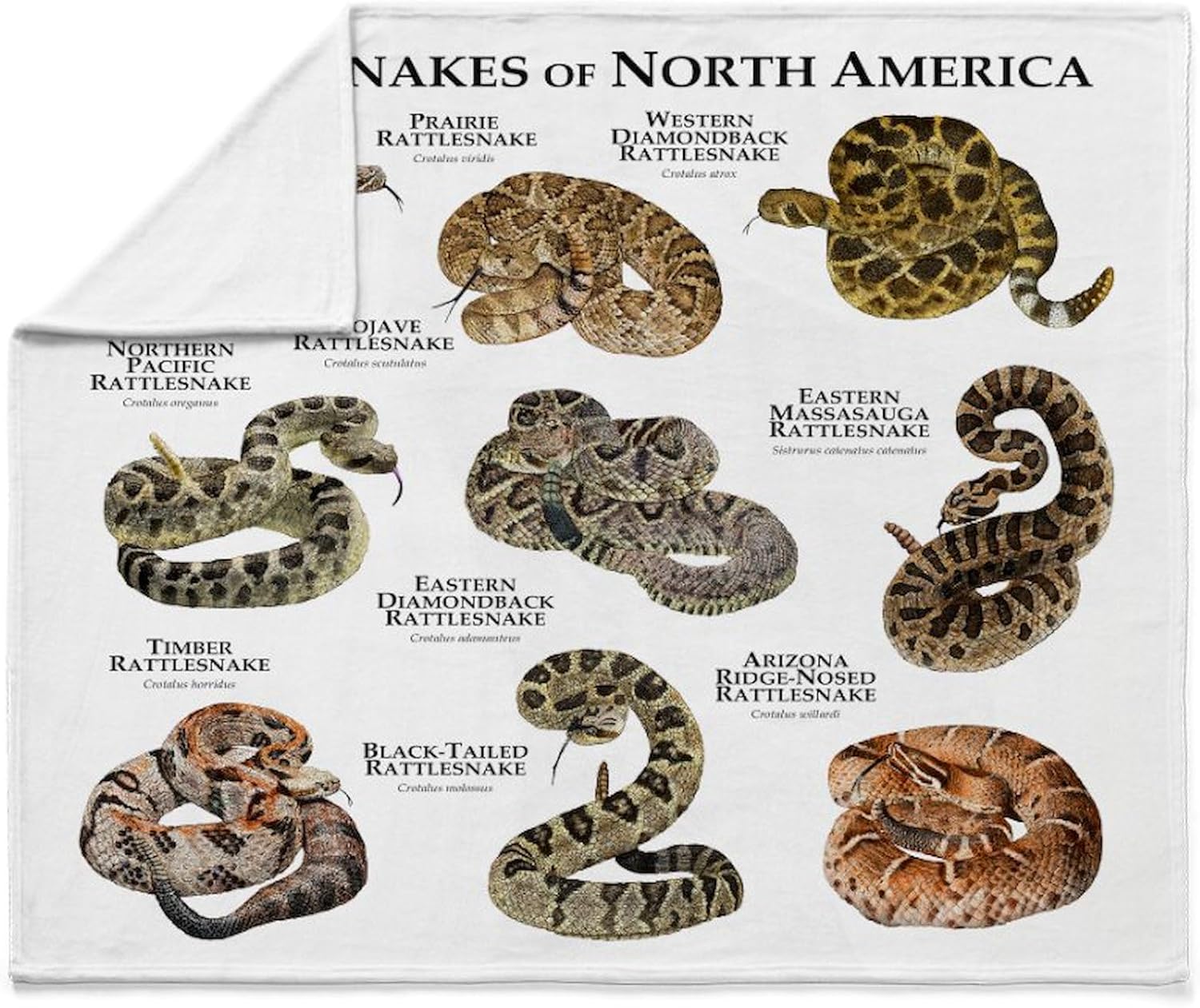 CafePress Rattlesnakes of North America Throw Blanket Super Soft Fleece Plush Throw Blanket, 60"x50"