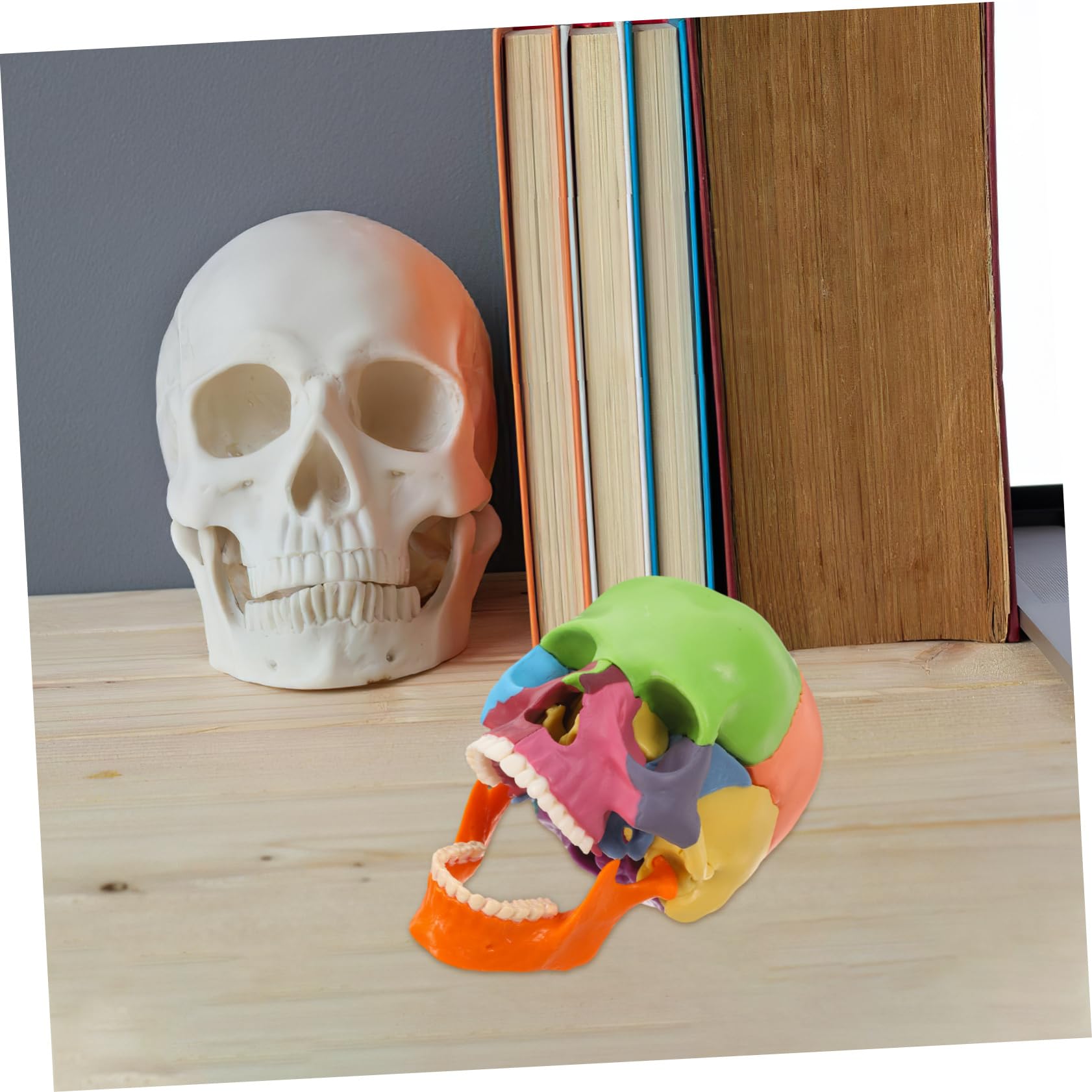 Model czaszki anatomiczna pomoc dydaktyczna ze zdejmowanymi częściami, kolorowe narzędzie edukacyjne do studiów anatomii i fizjologii w klasie