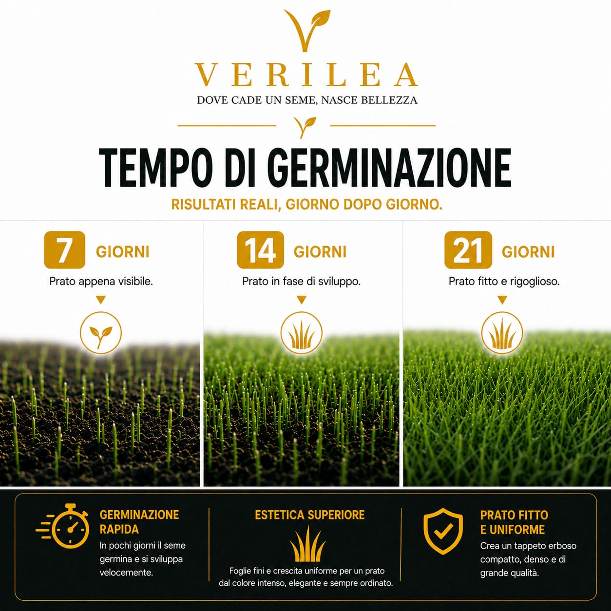 Verilea ZEUS - Semi da Prato Universale Micorrizzati, Miscela Resistente a Bassa Manutenzione, Festuca, Lolium e Poa Pratensis. (5 kg per 175mq)