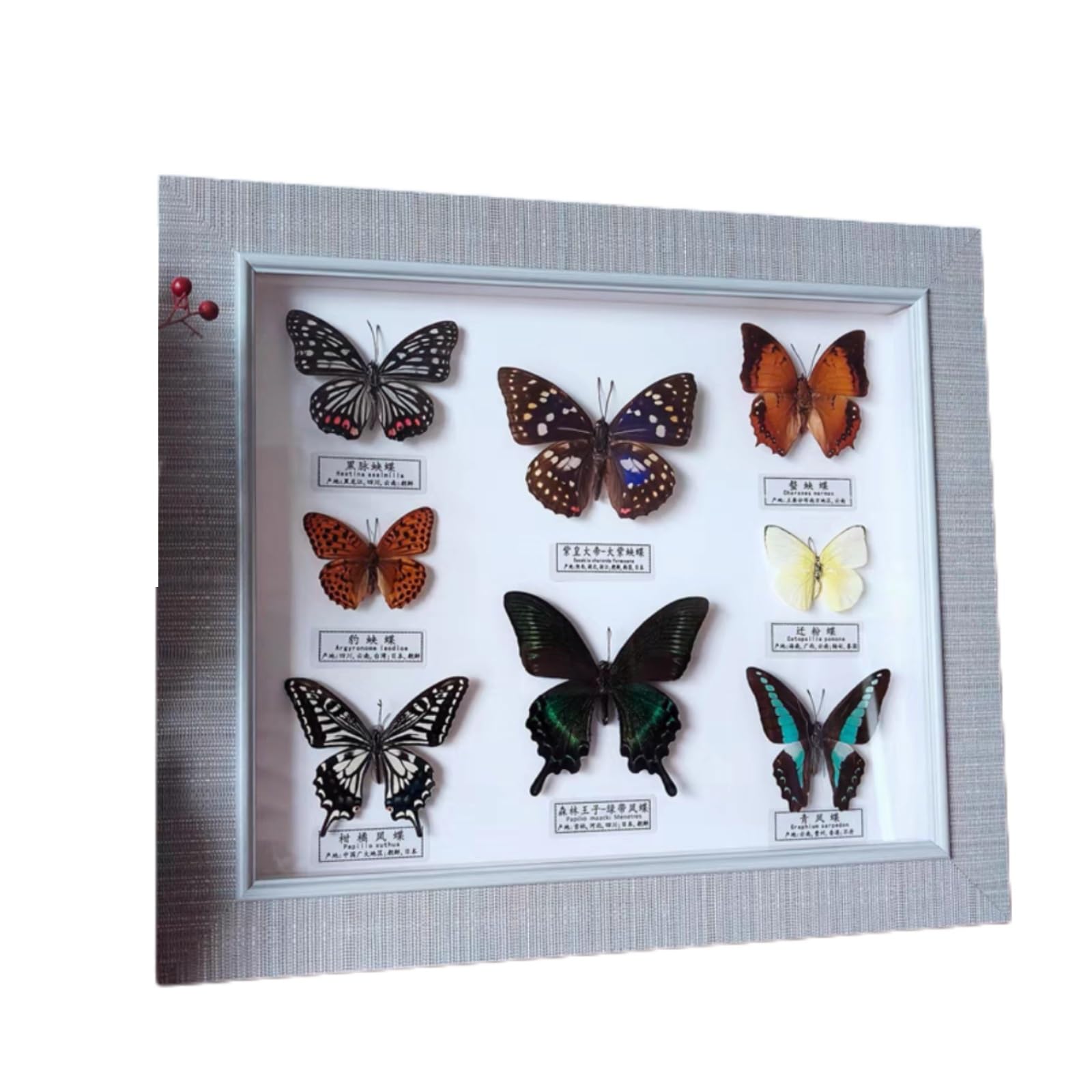 Gerahmte Schmetterlingspräparate, Exquisite Schmetterlinge, Insektenexemplar, Handwerk, Geburtstagsgeschenk, Heimdekoration, Ornament 25 * 30cm(C)