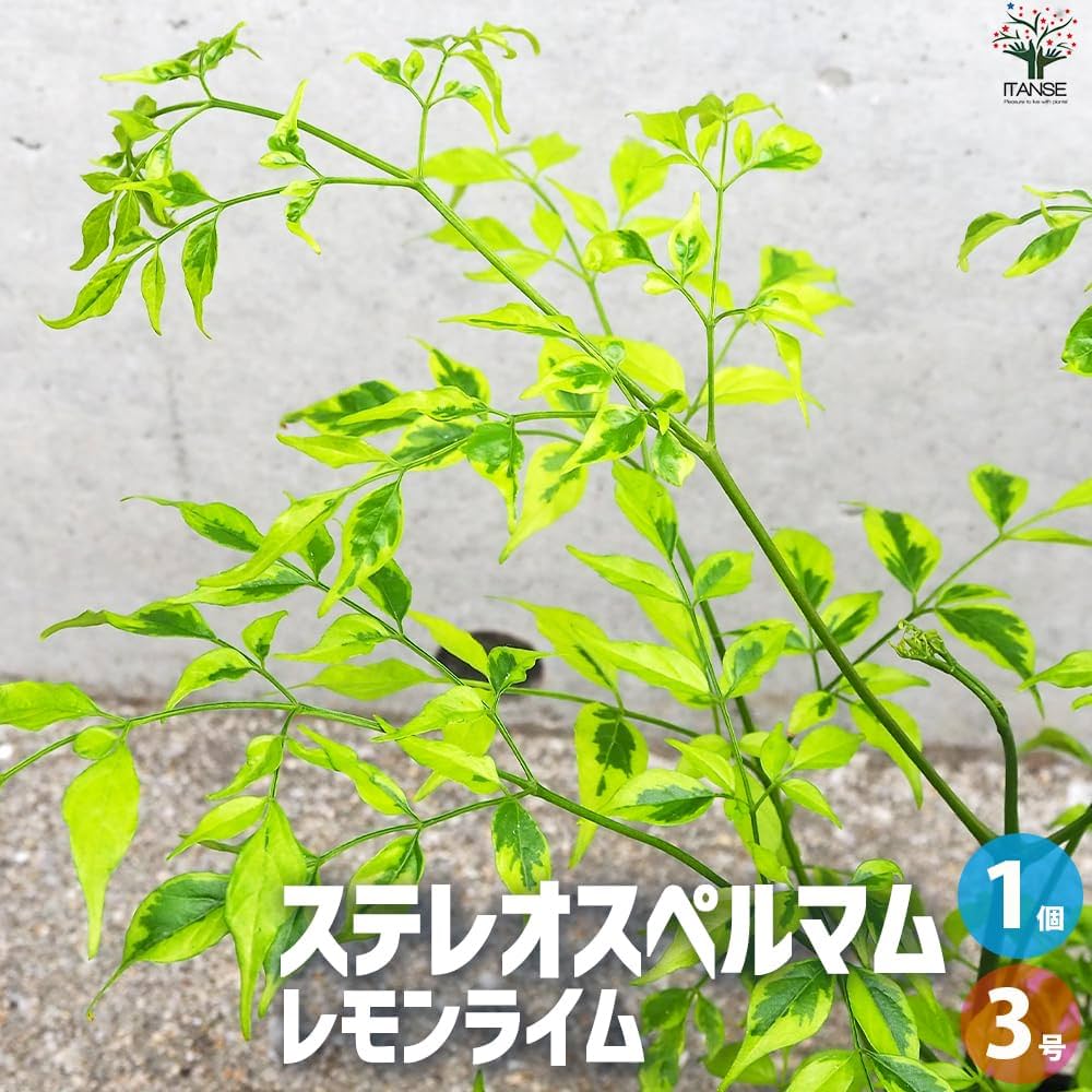 その他観葉植物 RMN マラント クロアマンニー 観葉植物 5.0号 希少 | VIVAGREEN 観葉