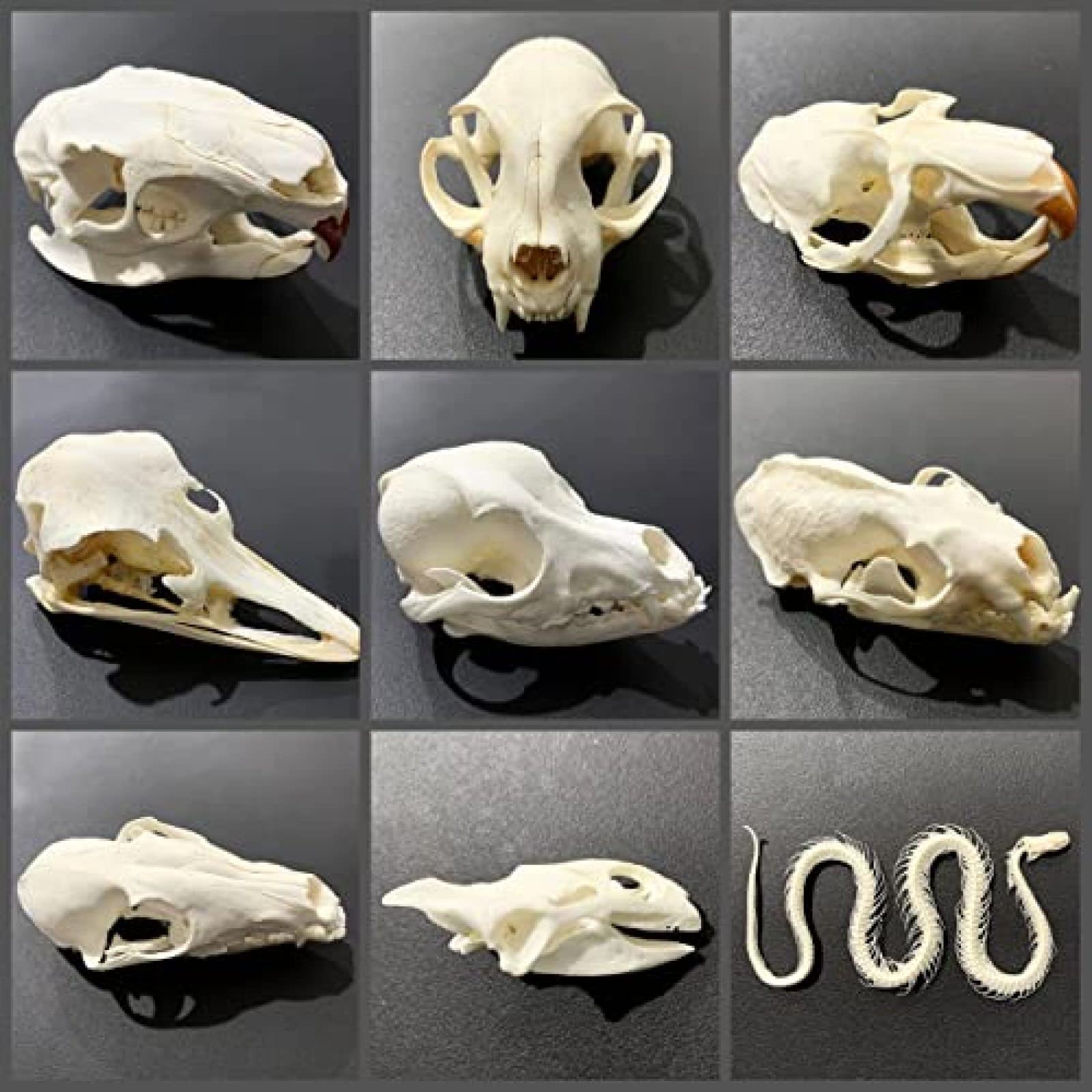 Amazon.co.jp: 剥製本物の動物の頭蓋骨、工芸品の本物の動物の骨、家の