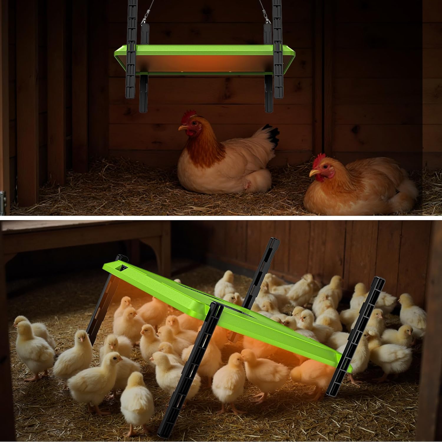 Brooder in hanging and floor setup with poultry