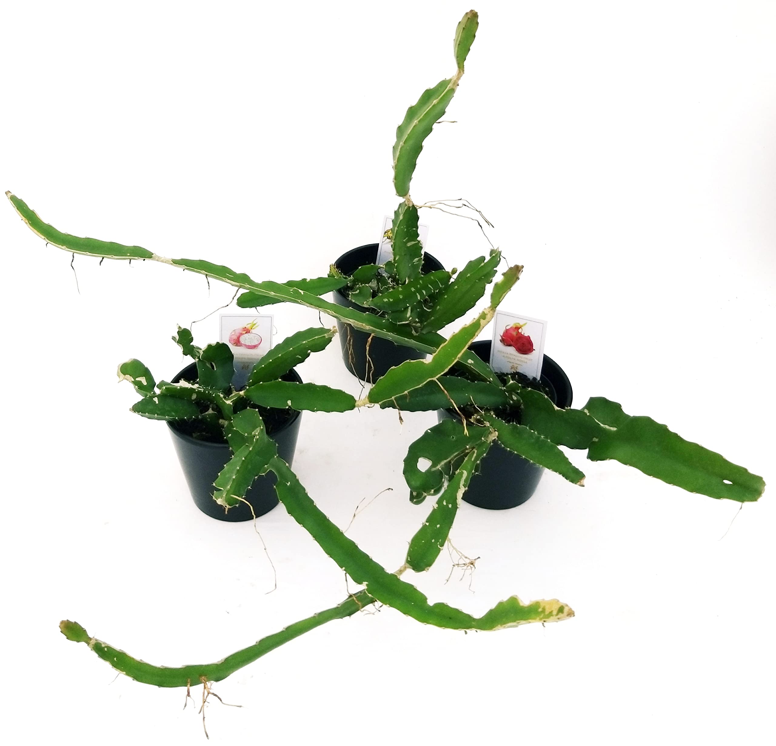 POWERS TO FLOWERS - PITAYA TRIS: GIALLA, A POLPA ROSSA e BIANCA, FRUTTO DEL DRAGO, HYLOCEREUS UNDULATUS, DRAGON FRUIT, 3 PIANTE, piante vere