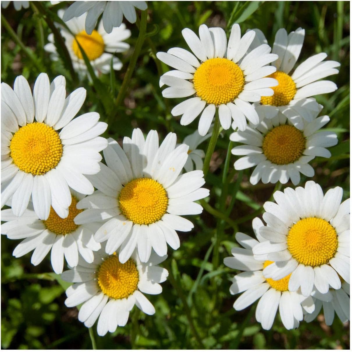 Everwilde Farms - 1 Lb Ox-Eye Daisy Wildflower Seeds - Gold Vault