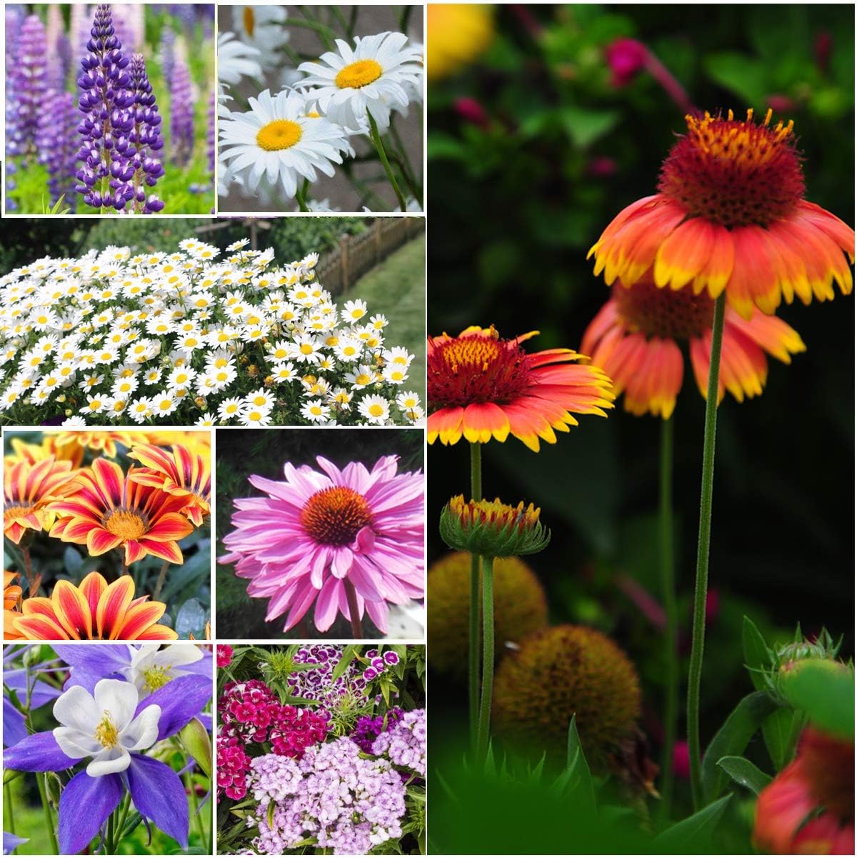 1Package of 25000-500000 Seeds, Perennial Wildflower Mixture (100% Pure Live Seed) Non-GMO Seeds