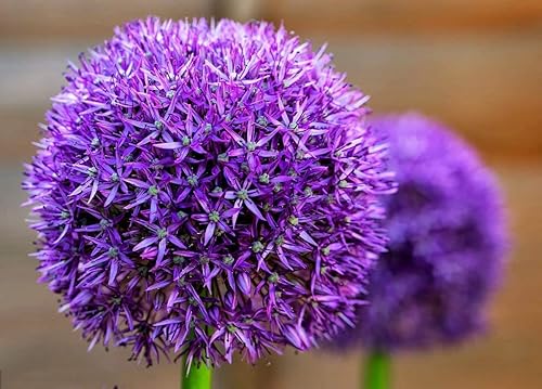 Miniatura 3 de Allium Blend Purple - Paquete mixto de Allium para jardín, paisajismo o cultivo en contenedores (40 bombillas)