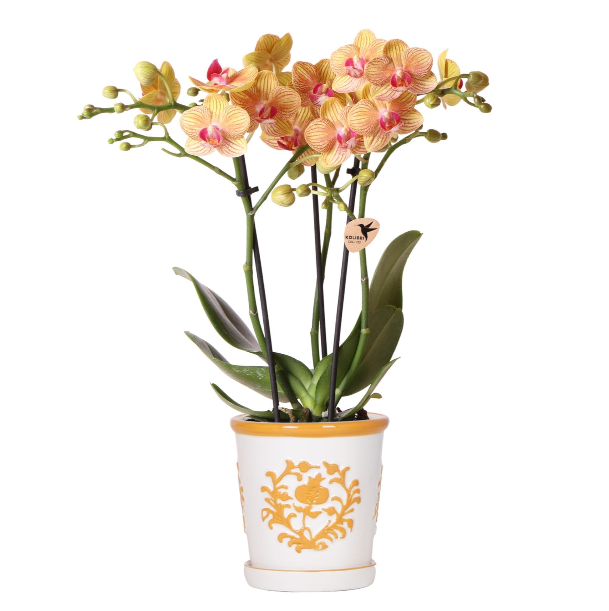 Colibri Orchids | Orchidée orange Jamaica + Malaga Pot décoratif Orange – Taille du pot Ø 9 cm | Plante d'intérieur fleurie – Fraîcheur du cultivateur
