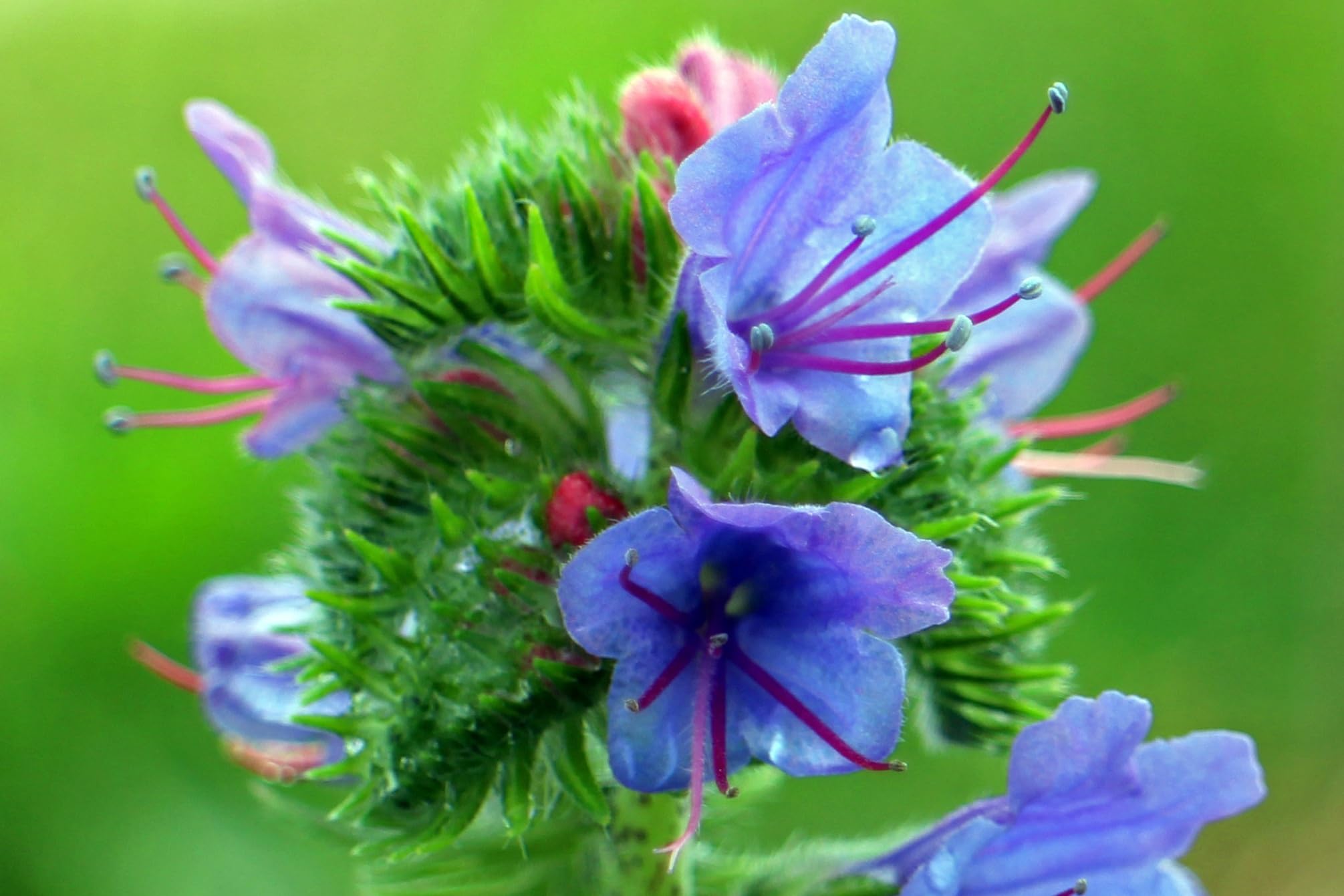 Gewöhnlicher Natternkopf (Echium vulgare) Samen. Schmetterlinge und Bienen lieben ihn! (20000 Samen = 58,0g)