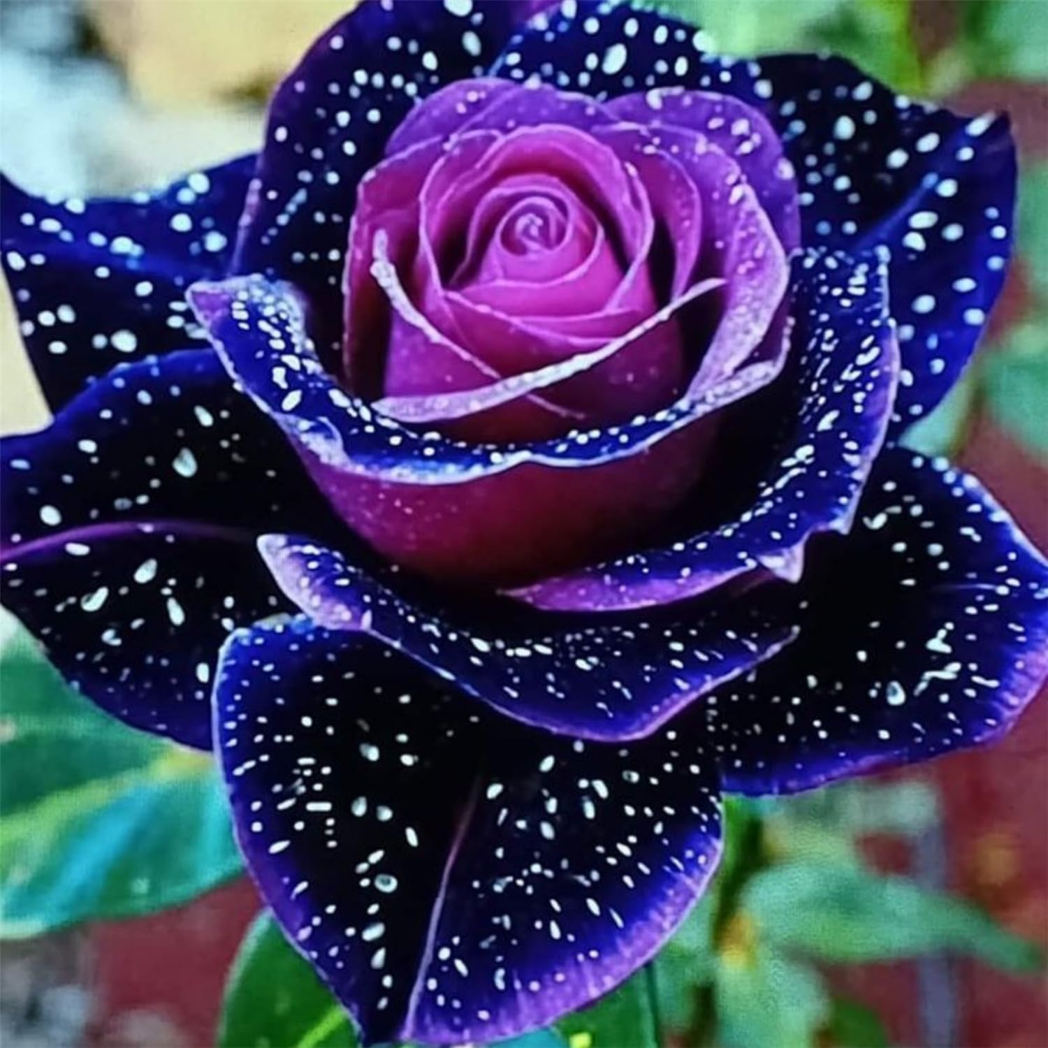 Large-Flowered Garden Roses — Highly Cold-Hardy Perennial Flowers — Ideal for In-Ground Landscaping/Professional Planting for Stunning Garden Displays-1 Root-A