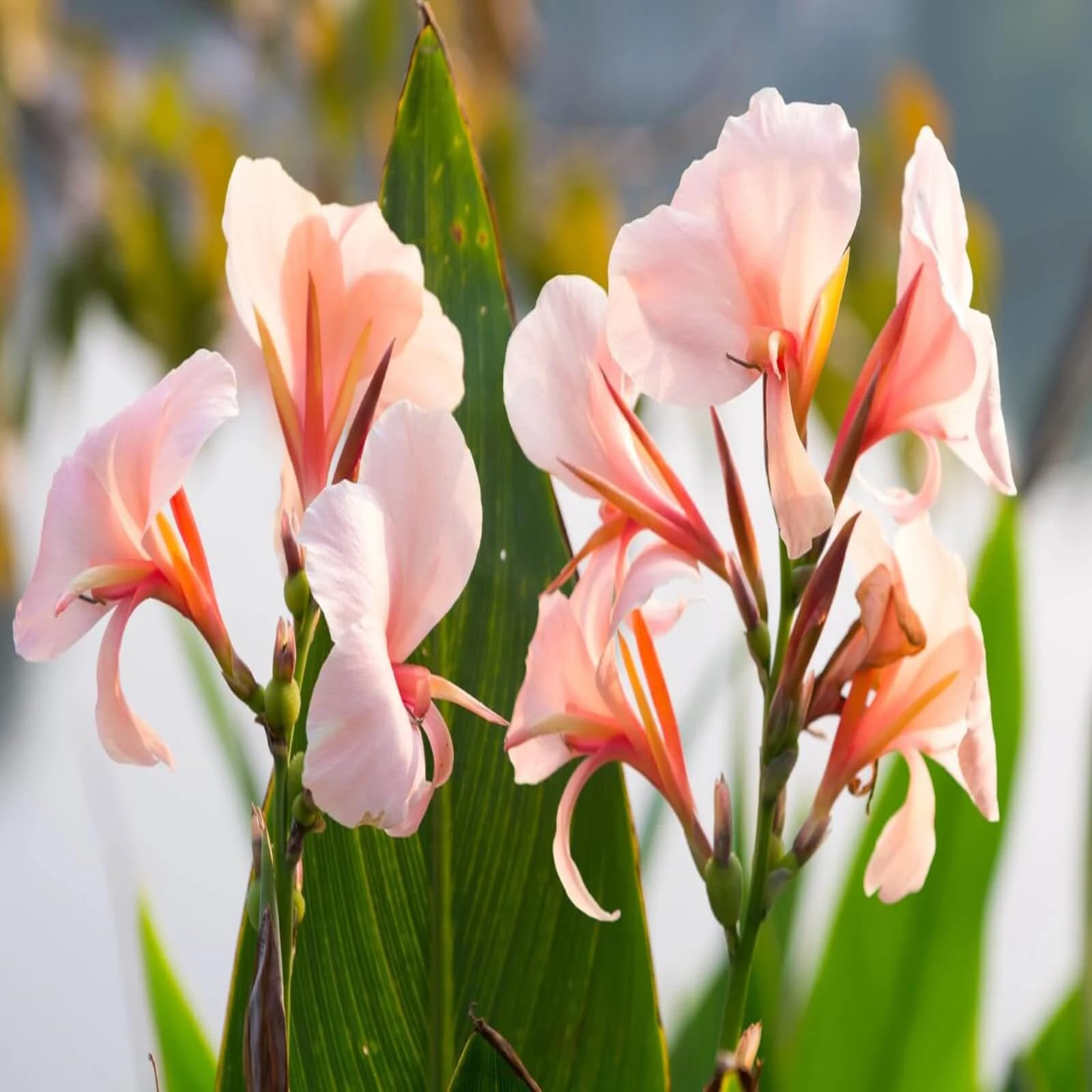 Perennial,Jumbo Canna Lily Bulbs,for Stunning Garden Displays-1 Bulb-D