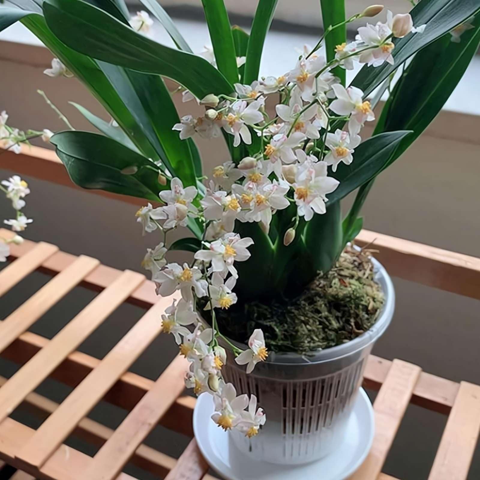 Vaso Per Orchidee A Rete Con Fori Di Drenaggio - Contenitore Traspirante In Plastica Per Radici, 4 Misure (110-190mm)
