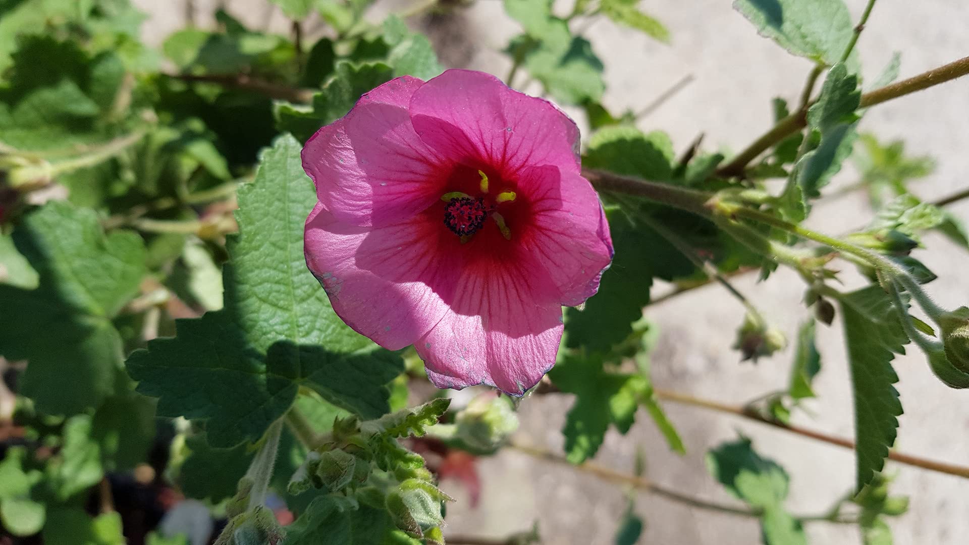 Anisodonthea capensis 'El rayo' / Mauve du cap El rayo/Conteneur de 3 à 4 litres