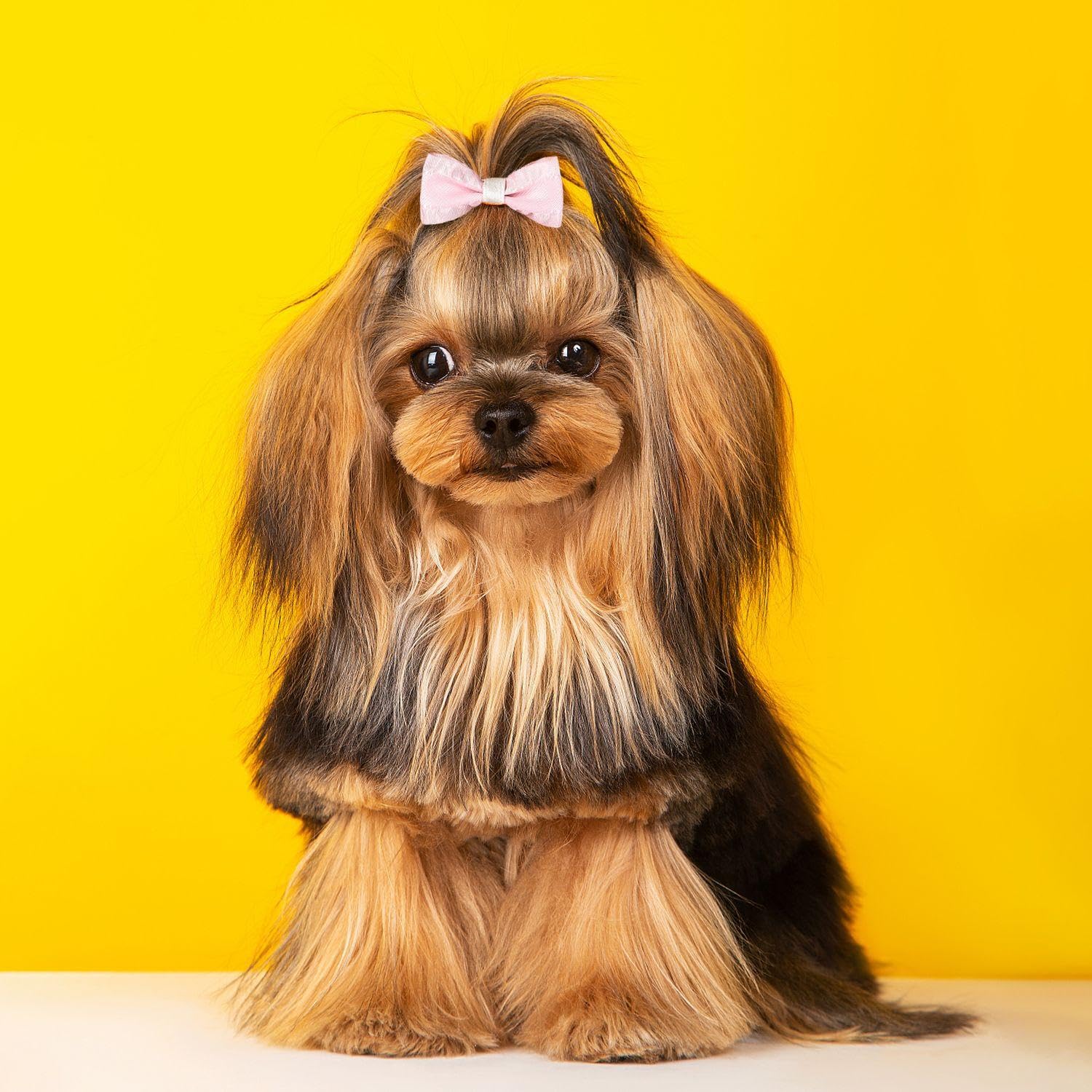 10 Morceaux De Poils d'animaux, Accessoires De Cheveux pour Animaux De Compagnie, Anneaux De Cheveux Mignons, Anneaux De Cheveux Élastiques Et Fournitures pour Animaux De Compagnie.