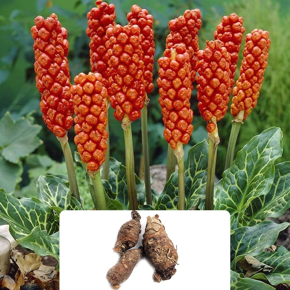 3 x Arum Italicum Bulbs - Spring Flowering Perennials with Small Clusters of Orange-Red Berries - Ideal for Shaded Spaces in Your Beautiful Garden - Cultivated for UK Climate Conditions