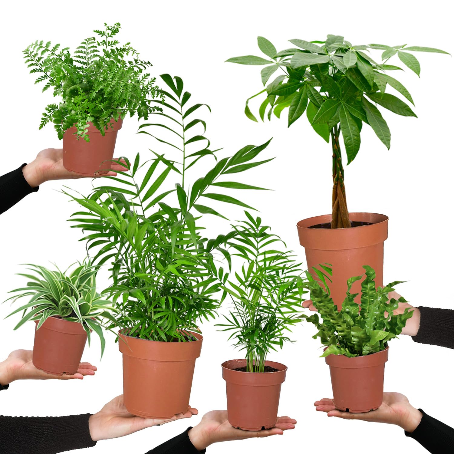 6er Box Zimmerpflanzen Happy Cat – Tierfreundliches Set mit Bergpalme, Nestfarn, Grünlilie & Glückskastanie – Höhe 15-70 cm – Töpfe 10,5-17 cm – frisch aus der Gärtnerei – Green Me Up